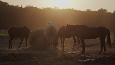 horses in the paddock