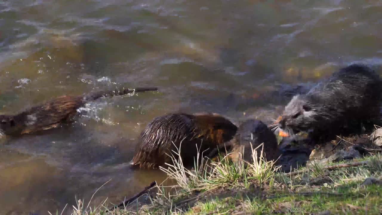 Nutria's foraging during the day on Shooters Island, by Vltava river bank, Prague