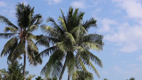 palmeras moviéndose con el viento contra el cielo azul