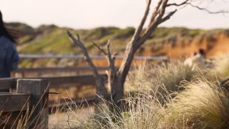 person walking along windy coastal path