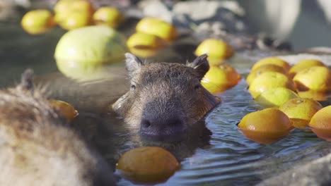 a capybara enjoying bathing in the hot spring water with citrus fruits in izu, japan - closeup shot