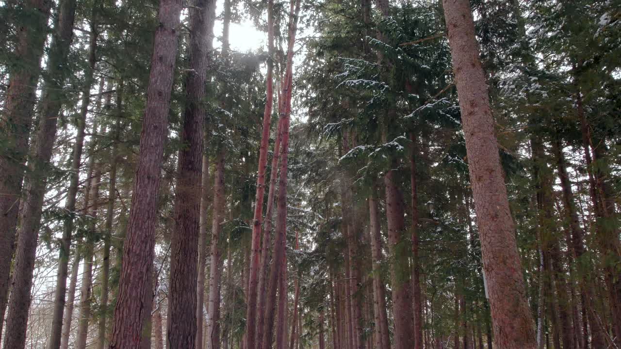 눈으로 덮인 키 큰 상록수가 있는 장엄한 눈 덮인 숲 겨울 산책