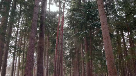 épico-Recorrido-Invernal-Por-El-Bosque-Nevado-Con-Altos-árboles-De-Hoja-Perenne-Cubiertos-De-Nieve