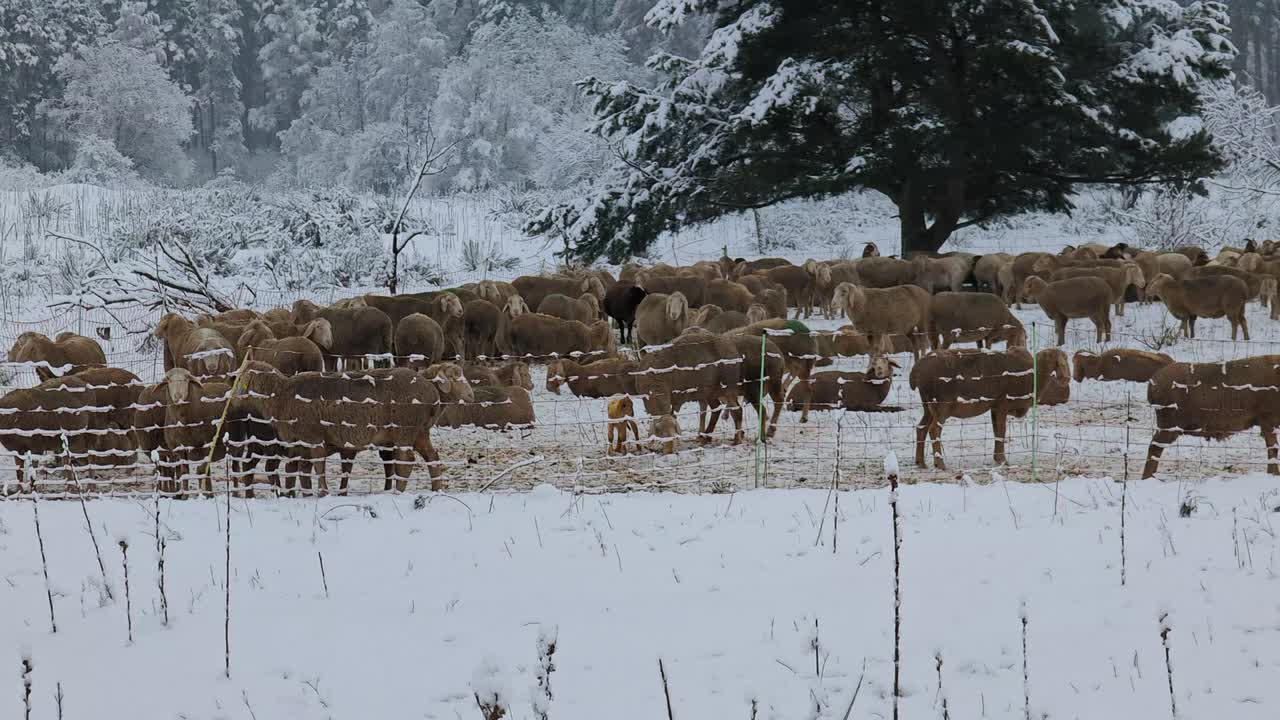 흐린 하늘이 있는 하얀 겨울 풍경에서 울타리 뒤에 있는 큰 양떼의 아래에서 위로 기울기