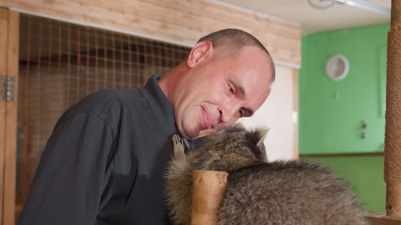 Homem caucasiano acaricia um guaxinim em uma plataforma, recinto fechado interno, poleiro de madeira, cuidado suave, carinho de perto, reabilitador sorrindo inspecionando a pelagem, construindo confiança, iluminação quente, calmo