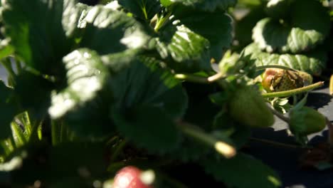 strawberry farm on a sunny day 4k