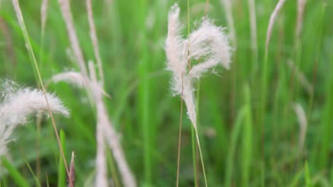 close up white feather grass