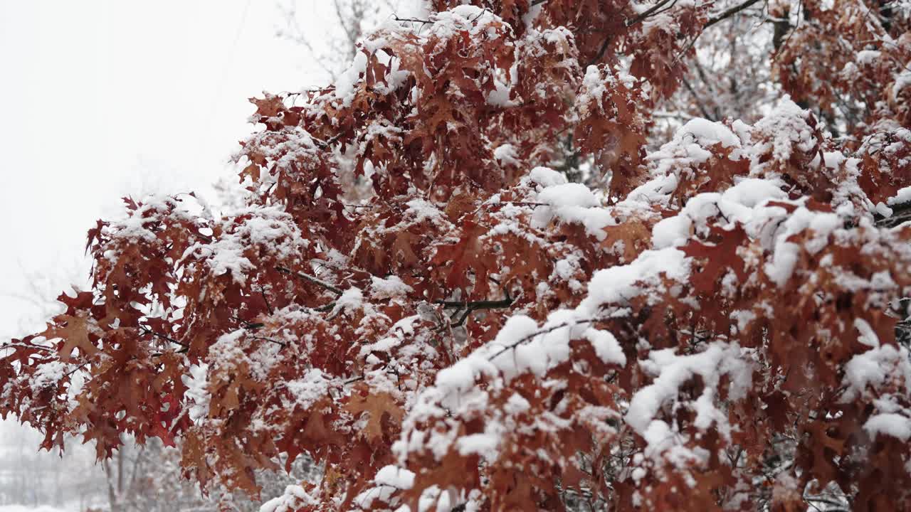 겨울날 눈이 내리면서 눈이 쌓인 나무 잎