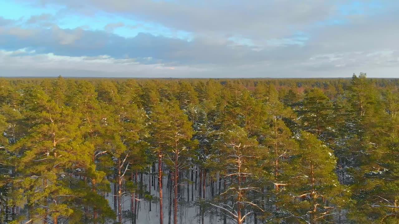 노르웨이의 눈 덮인 소나무 숲, 황금시간대에 공중 전망