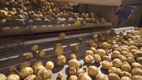 la cosecha de patatas, las patatas avanzando en la cinta de cribado en cámara lenta.