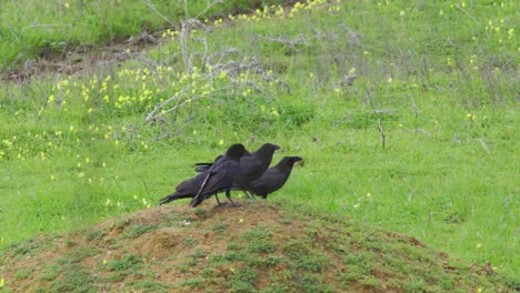 black crows in wild. ravens portrait