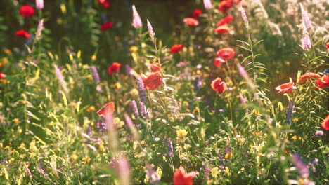 multicolored flowering summer meadow with red pink poppy flowers