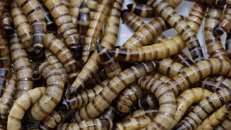 mealworms, the larva of the darkling beetle