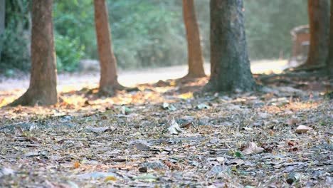 wide shot of small monkey crossing the scene of dry leaves in the jungle