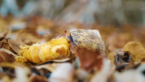 Hermit-Crab-Eating-Croissant-Bread-Over-The-Dry-Leaves-In-Bonaire