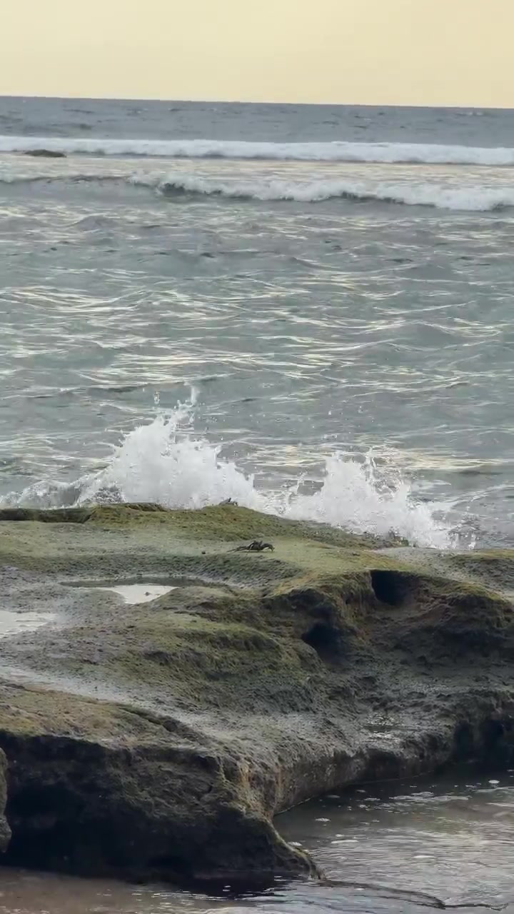 Piccolo granchio su roccia muschiosa in riva all'oceano