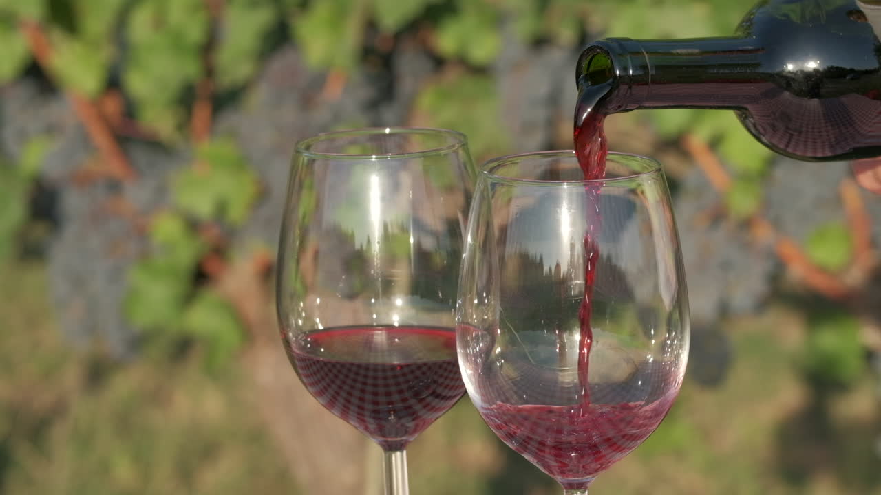 포도원에서 잔에 적포도주를 붓는