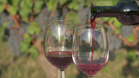 pouring red wine in glass at vineyards