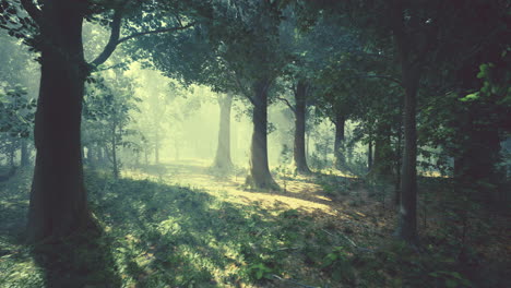 misty forest path