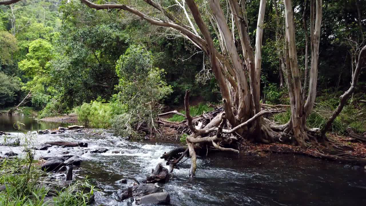 viendo el agua fluir por un pequeño arroyo y mirando hacia el dosel, panoramizando un árbol