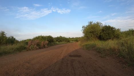 un pequeño grupo de leones emerge del arbusto y camina delante de un vehículo en movimiento