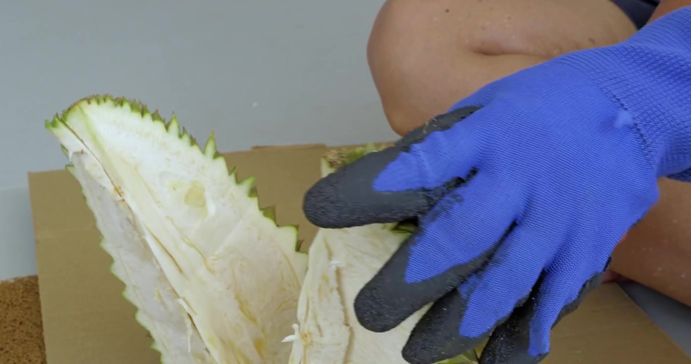 Close up of hands in blue gloves expertly cutting into a durian fruit showcasing the unique texture and preparation process.