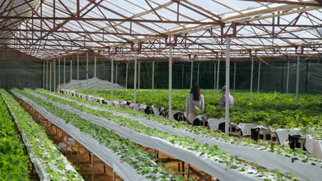 senior strawberry farm owner man with woman worker inspecting plants berries growth inside greenhouse plantation- distant rear view