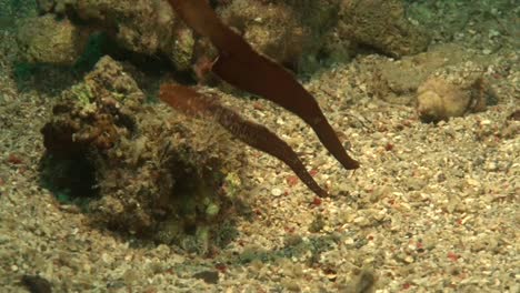 two robust ghost pipefish over sandy reef in the red sea