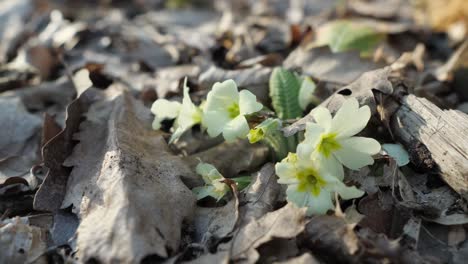 Gelbe-Frühlingsblumen-Zwischen-Blättern-Im-Wald