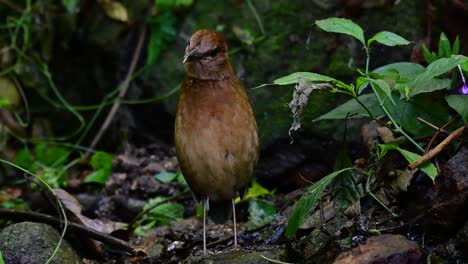 la pitta de nuca oxidada es un ave confiada que se encuentra en hábitats de bosques montañosos de gran altura, hay muchos lugares en tailandia para encontrar esta ave