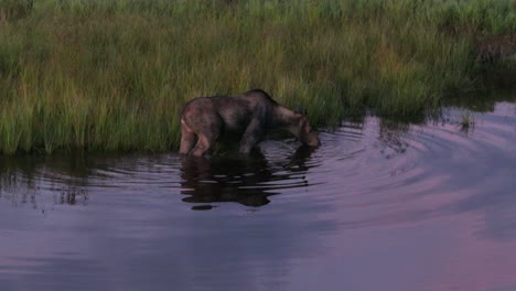 moose drinking from river while feeding on aquatic plants