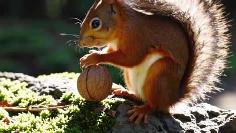 Red Squirrel Eating a Walnut