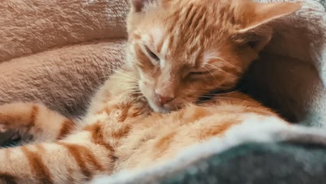 the cat sleeps and relaxes in his favorite bed