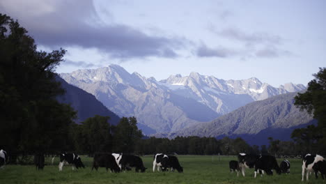 Cordillera-De-La-Costa-Oeste-De-Nueva-Zelanda-Con-Vacas