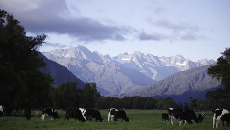 west coast new zealand mountain range with cows