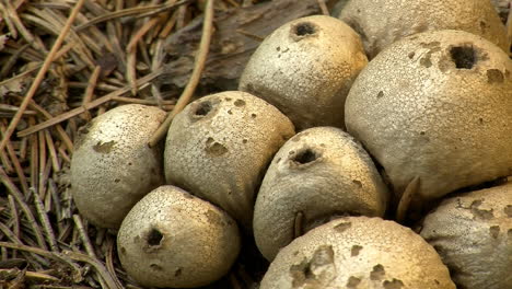 puffball fungus  releases spores