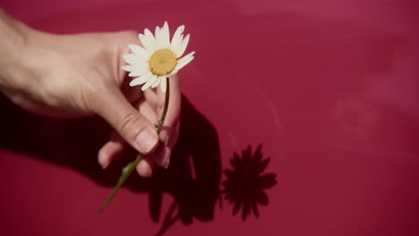 hand holding a daisy flower against a red background