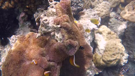 Watching-anemone-damsel-clown-fish-in-sea-anemone-on-coral-reef-while-snorkeling-on-tropical-island-Bougainville,-Papua-New-Guinea