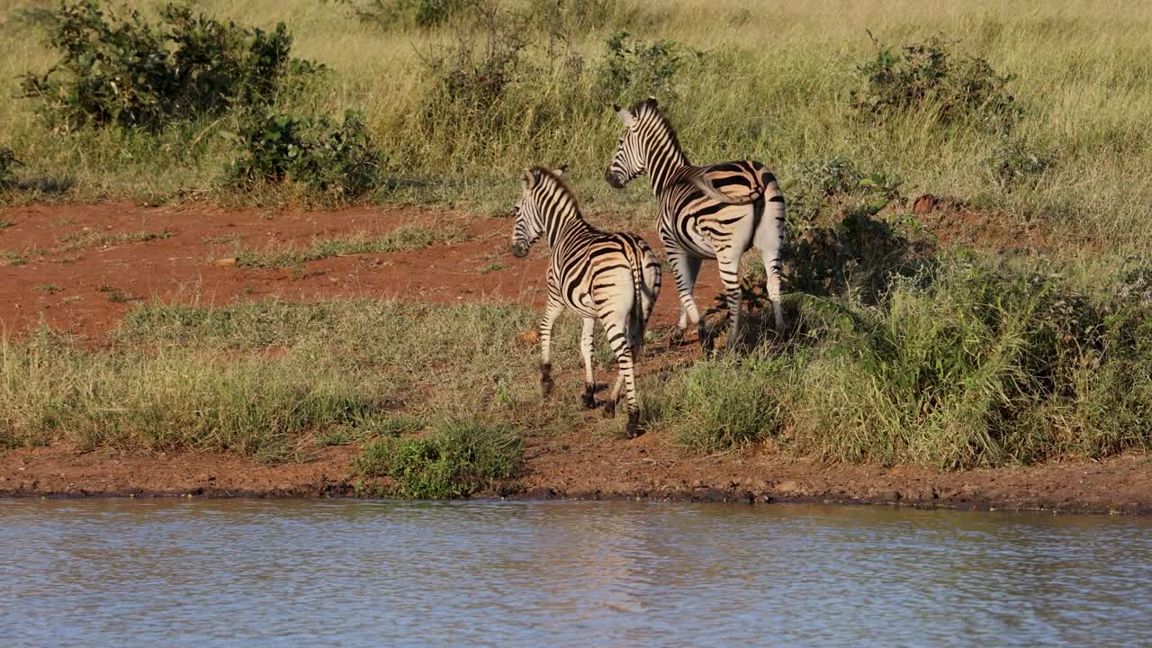 Due zebre che bevono alla pozza d'acqua nella savana africana quando vengono improvvisamente spaventate e fuggono in allarme, inquadratura medio-ampia