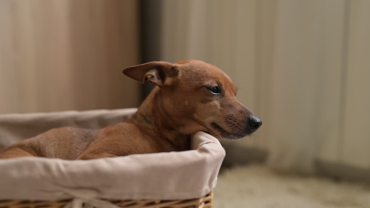 pequeño perro marrón sentado y relajado en una cesta de mimbre sobre una alfombra