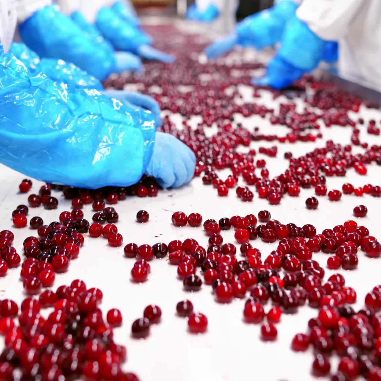 Cherry in sorting process