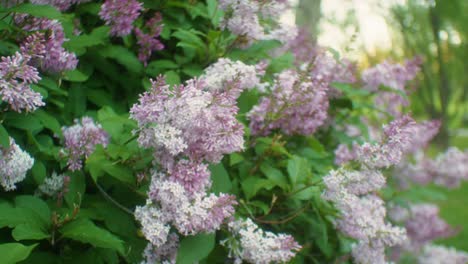 lilas cerrar estante enfoque dando vueltas