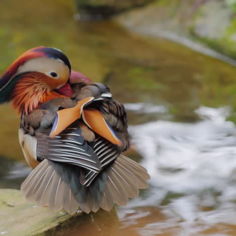 mandarin duck carefully cleans feathers 1