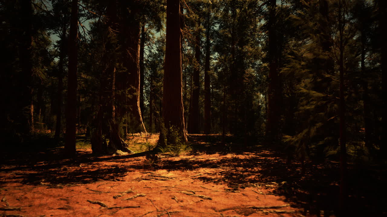 레드우드 숲 의 높은 나무 들