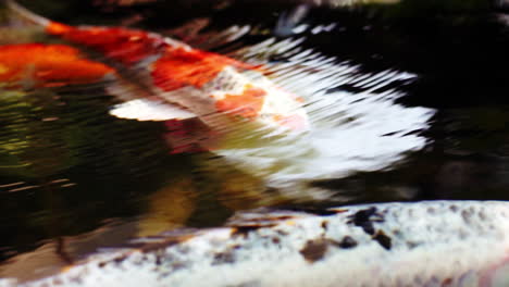 A-colorful-variety-of-ornamental-Koi-Carp-fishes-or-Kohaku-is-one-of-the-gosanke,-the-‘Big-Three’,-consisting-of-Kohaku,-Sanke,-and-Showa,-swimming-gracefully-in-outdoor-tranquil-koi-pond