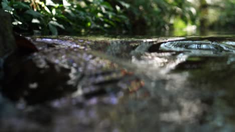 Water-stream-flows-in-between-plants-and-there-is-a-reflection-of-sun-light-amazing-nature-in-a-forest