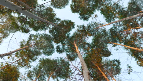 Slow Motion Sunset looking upwards from the forest floor moody golden hour