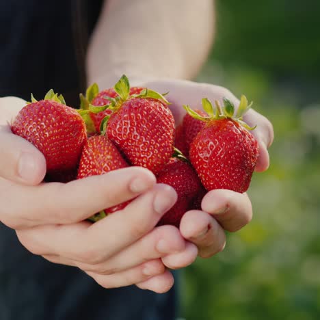 farmer's hands with a handful of ripe strawberries