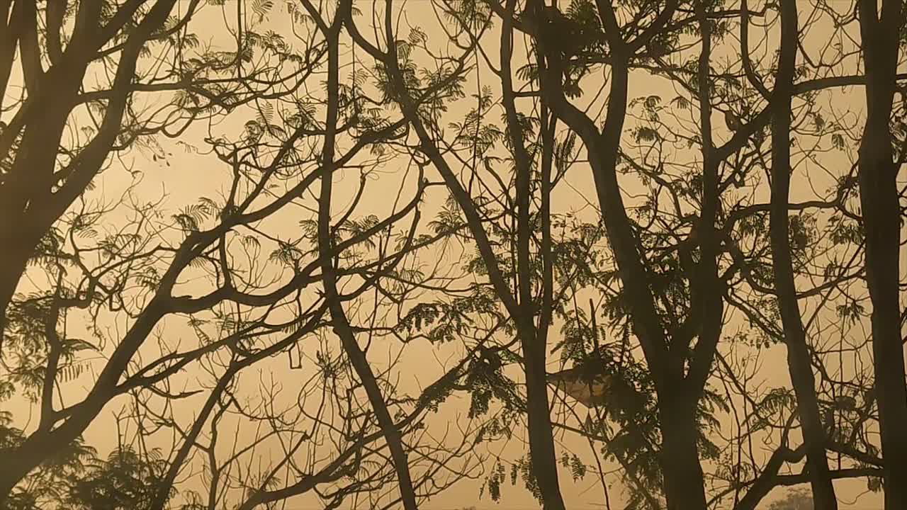 Beautiful view of tree branches silhouetted against golden sky, calmness of nature during sunset. Ideal for backgrounds, nature themes, and peaceful landscapes.