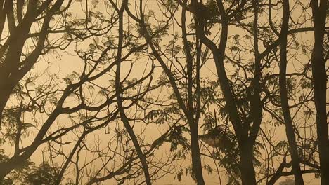 beautiful view of tree branches silhouetted against golden sky, calmness of nature during sunset. ideal for backgrounds, nature themes, and peaceful landscapes.